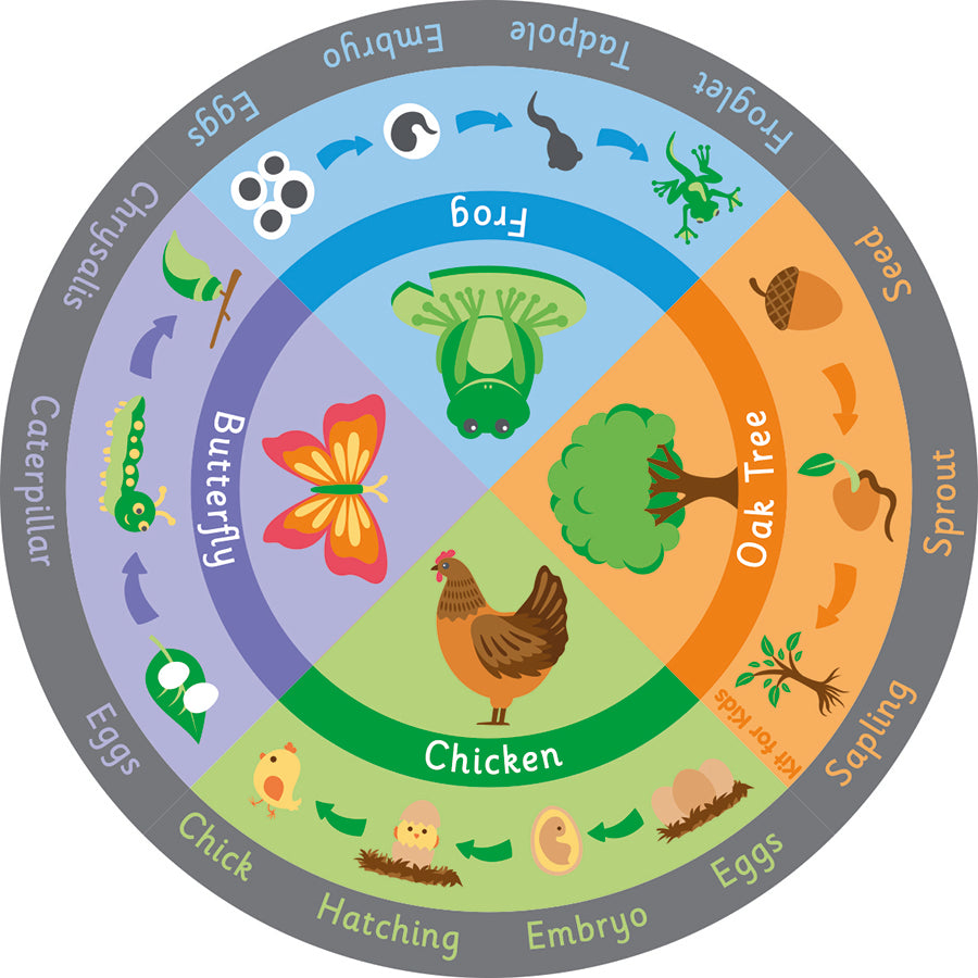 Life Cycle Carpet 2x2M